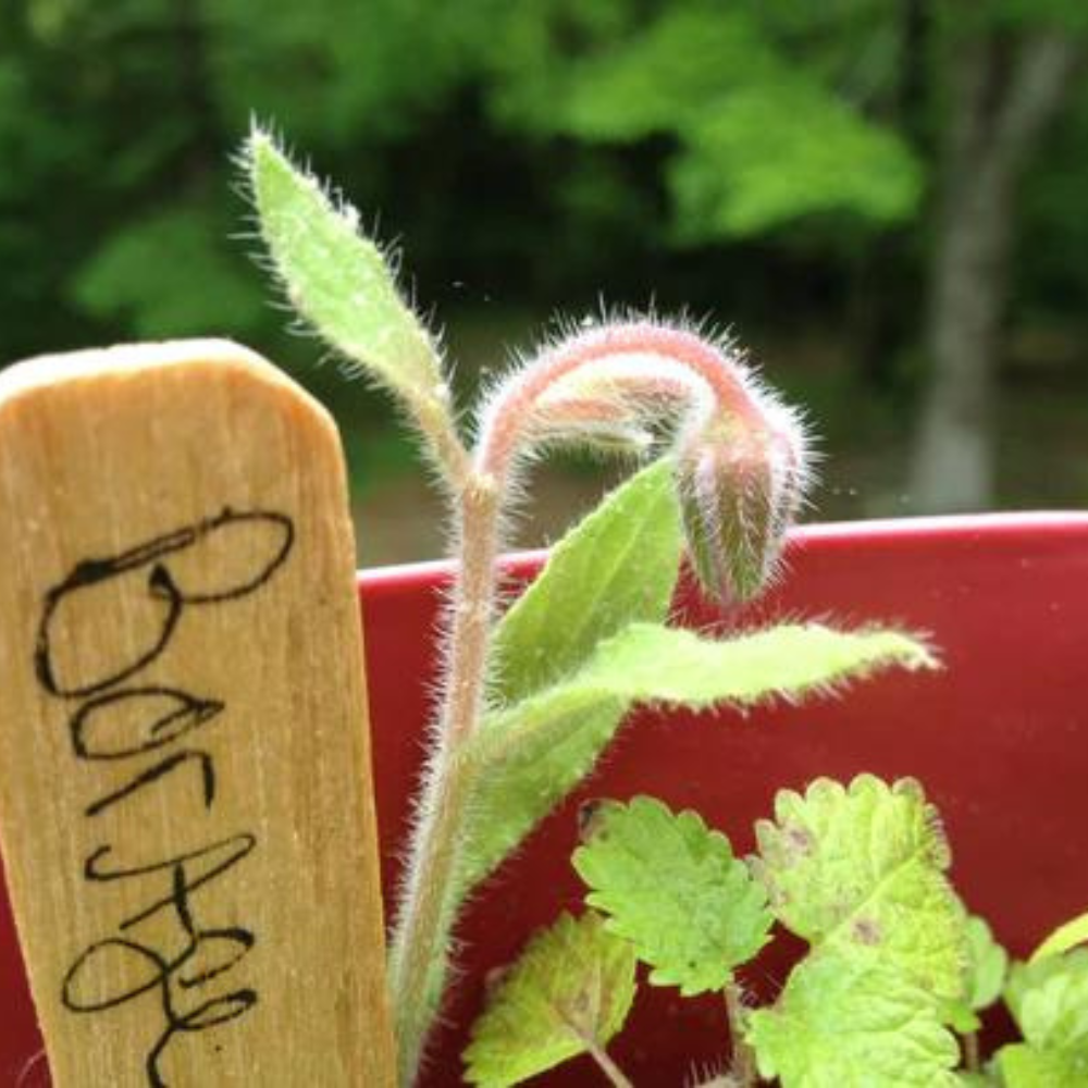 Backyard Safari Co. Kitchen & Table Cocktail Grow Garden