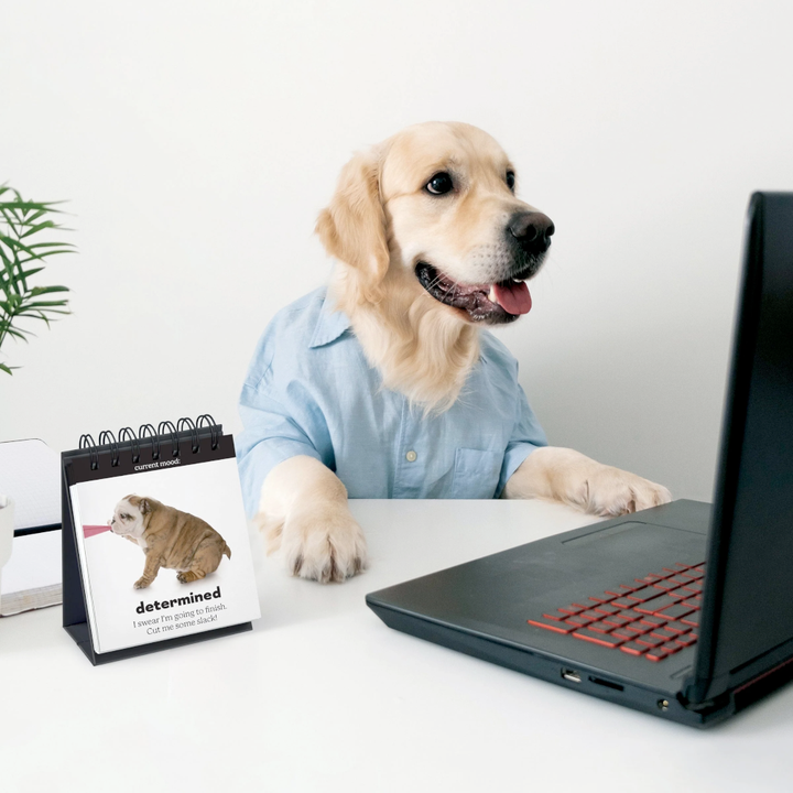 Fred & Friends Office Goods Daily Doggo