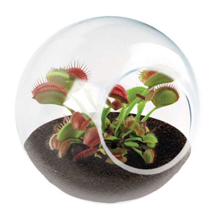 Silver Circle Products Toy Science Tiny Terrarium Carnivorous Meat Eating Flytrap
