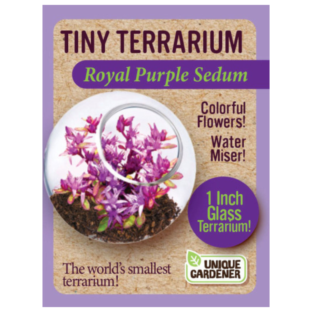 Silver Circle Products Toy Science Tiny Terrarium Royal Purple Sedum