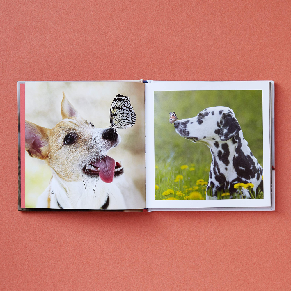 Hachette - Chronicle Books Books Cute Animals for Hard Times