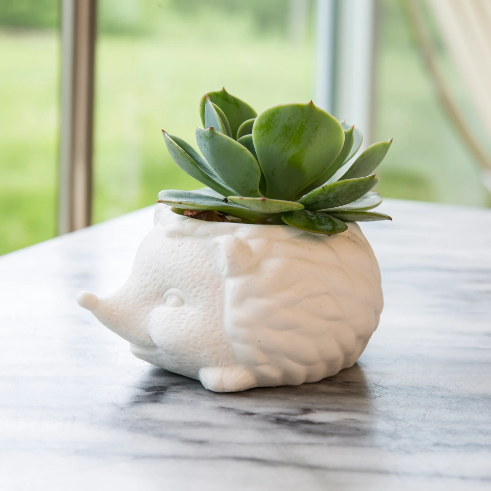 KIKKERLAND Home Decor Prickles the Hedgehog Planter