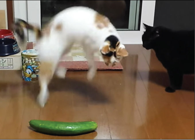 Meekins Corp Games Ninja Cat Cucumber Attack!