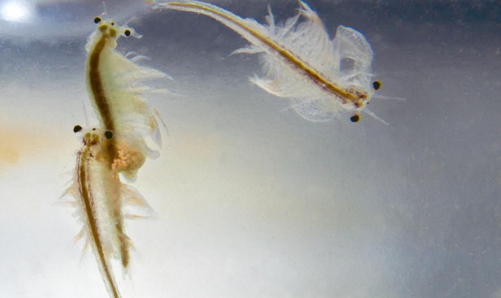 What are Sea-Monkeys?