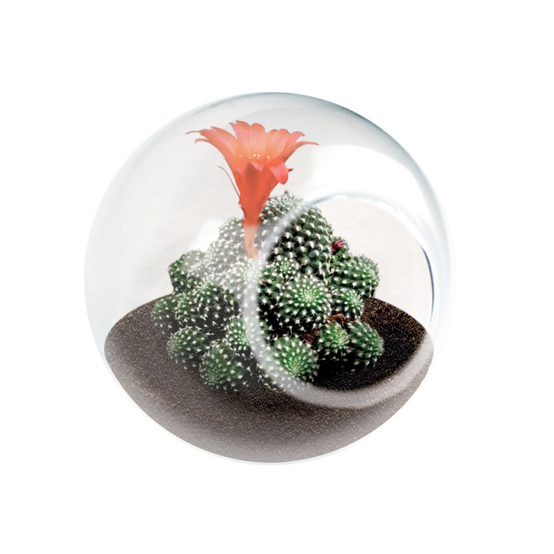 Silver Circle Products Toy Science Crown Cactus Tiny Terrarium Cactus