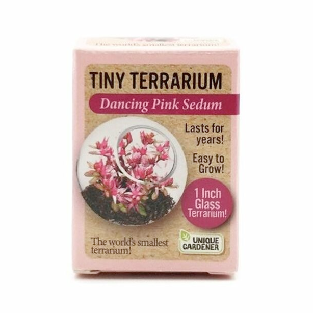 Silver Circle Products Toy Science Dancing Pink Tiny Terrarium Sedum
