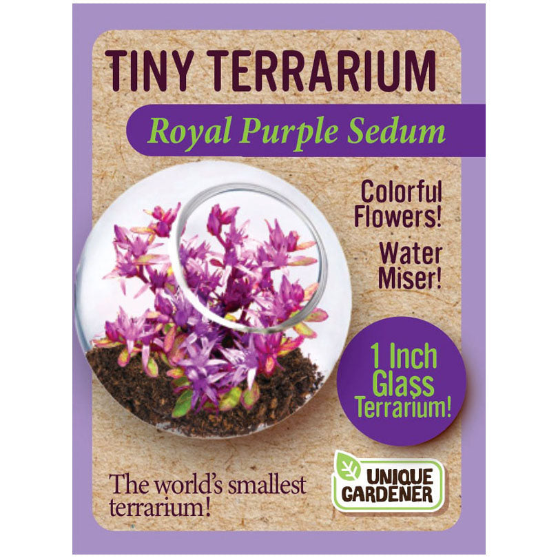 Silver Circle Products Toy Science Royal Purple Tiny Terrarium Sedum