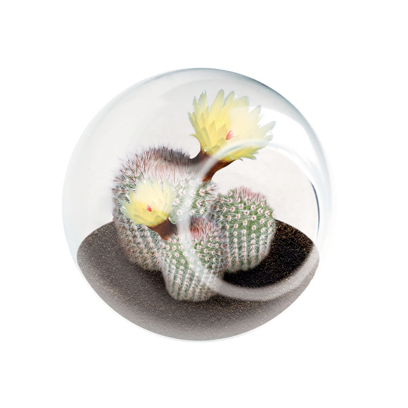 Silver Circle Products Toy Science Silver Ball Cactus Tiny Terrarium Cactus