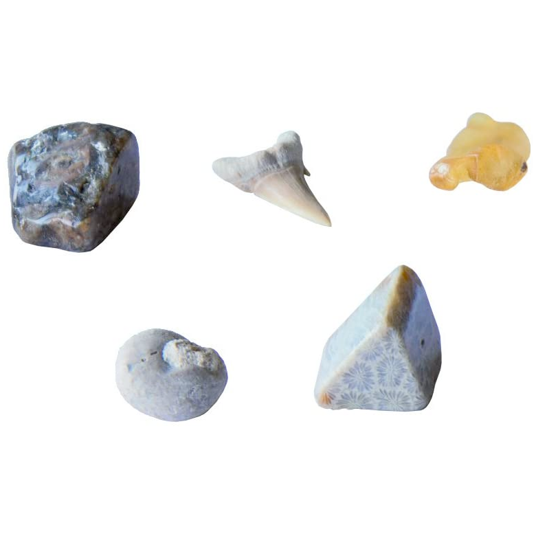 Thames & Kosmos Toy Science I Dig It! Fossils - Real Fossils Excavation Kit