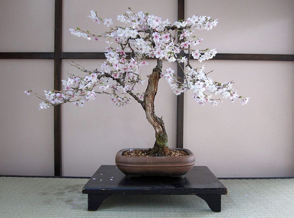 The Jonsteen Company Toy Science Flowering Cherry Blossom Grow Kit